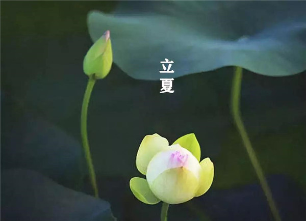 立夏已至，萬物向陽；